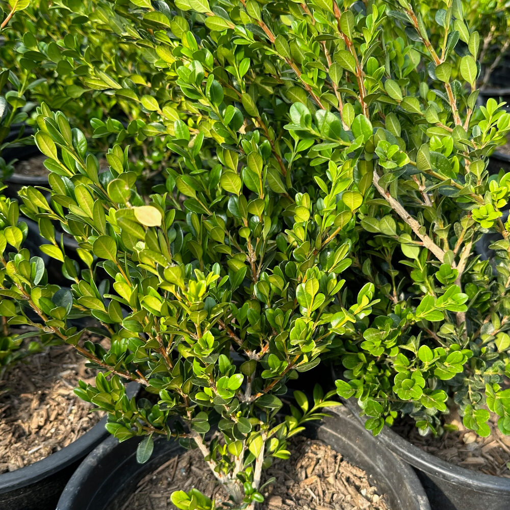 Winter Gem Boxwood