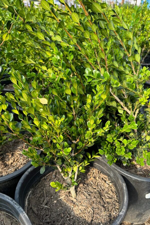 Winter Gem Boxwood