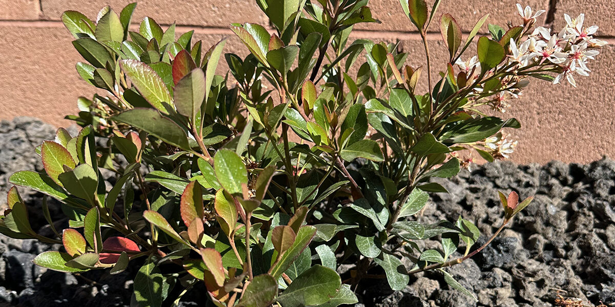 ShrubGuidePreviewImage-Hawthorn